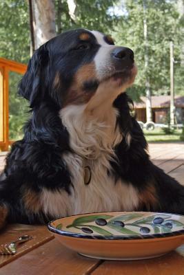 Read Bernese Mountain Dog Pleading for More Food: Blank 150 Page Lined Journal for Your Thoughts, Ideas, and Inspiration - NOT A BOOK file in ePub
