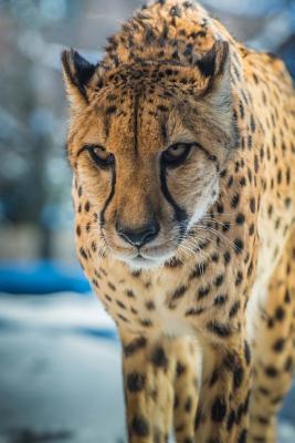 Download Cheetah Up Close Big Cat Journal: 150 Page Lined Notebook/Diary - NOT A BOOK | PDF