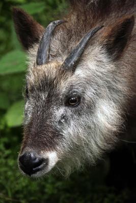 Read Japanese Serow (Capricornis Crispus) Journal: 150 Page Lined Notebook/Diary - NOT A BOOK | PDF