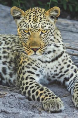 Read online Leopard Checking You Out Journal: 150 Page Lined Notebook/Diary - NOT A BOOK file in PDF